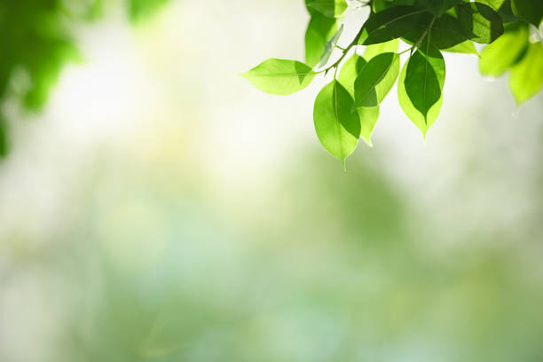 istock Beautiful nature view green leaf on blurred greenery background under sunlight with bokeh and copy space using as background natural plants landscape, ecology wallpaper concept. 1297266595