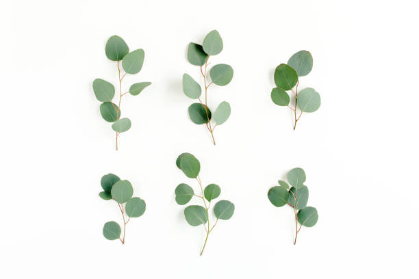 istock Green leaves eucalyptus isolated on white background 1297266694