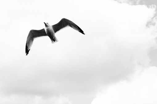 Seagulls in Dublin