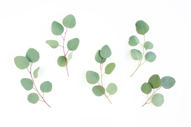 istock Green leaves eucalyptus isolated on white background 1297266903