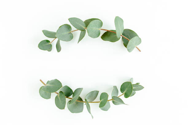 istock Wreath frame made of branches eucalyptus and leaves isolated on white background. lay flat, top view 1297267012