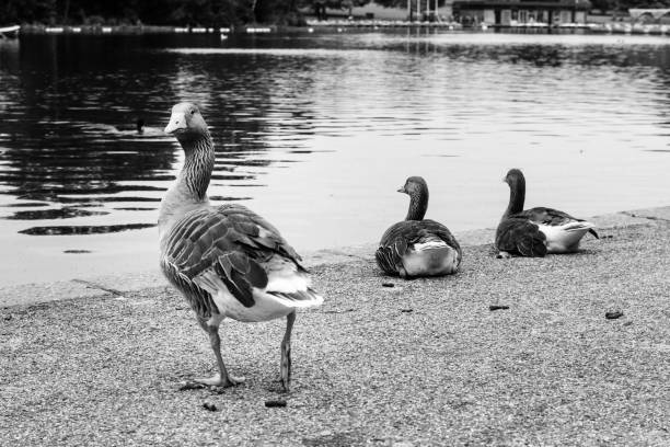 Goslings seen with their parents