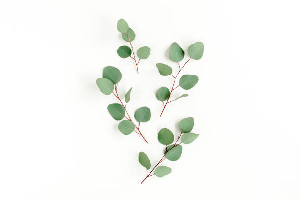 istock Green leaves eucalyptus isolated on white background 1297267333