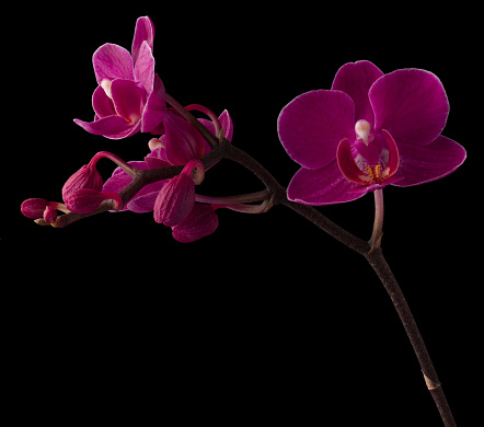 Purple Orchid isolated on black background.