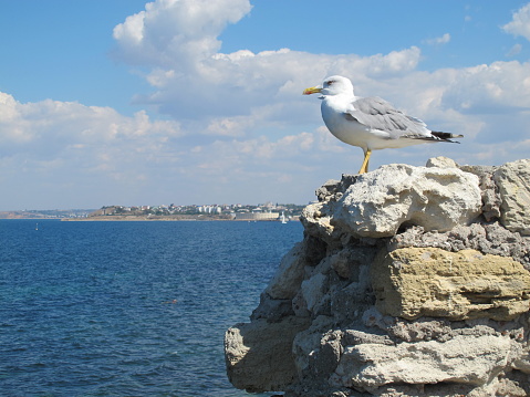 A large seagull with gray wings, a yellow beak sits on a rock against the background of the sea coast, blue sea, blue sky on a summer sunny day, Sevastopol, Crimea