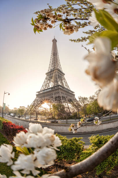 istock Eiffel Tower with spring trees against sunrise in Paris, France 1297268687