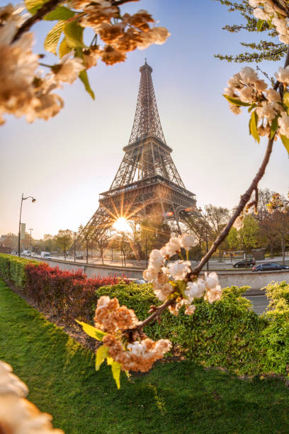 istock Eiffel Tower with spring trees against sunrise in Paris, France 1297268791
