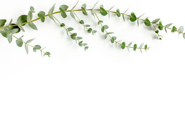 istock Green leaves eucalyptus isolated on white background 1297269835