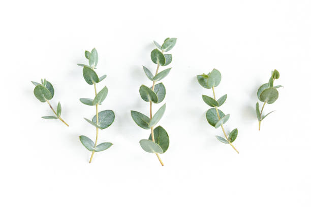 istock Green leaves eucalyptus isolated on white background 1297269909