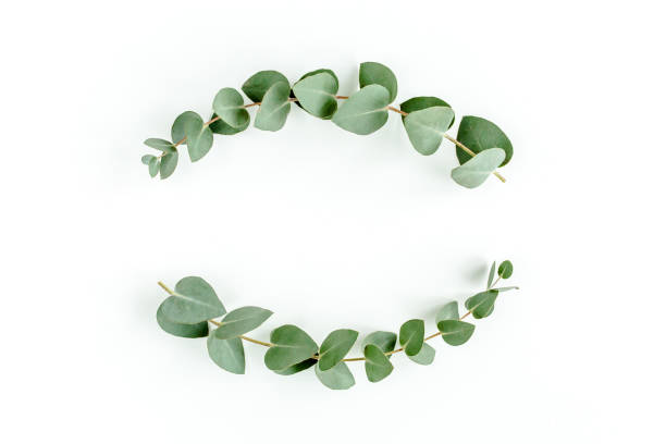 istock Wreath frame made of branches eucalyptus and leaves isolated on white background. lay flat, top view 1297270147