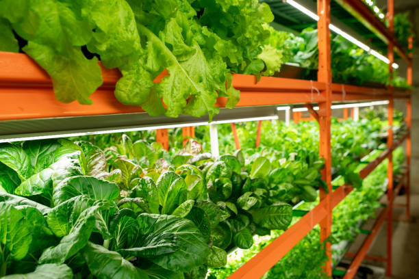 grüne sämlinge verschiedener kohlsorten, die in den regalen entlang der gänge wachsen - hydroponics vegetable lettuce greenhouse stock-fotos und bilder