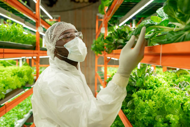 jonge afrikaanse mannelijke agroengineer in werkkleding die groene spinaziezaailingen bekijkt - voedselveiligheid stockfoto's en -beelden