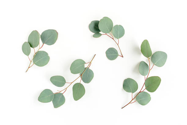 istock Green leaves eucalyptus isolated on white background 1297270239