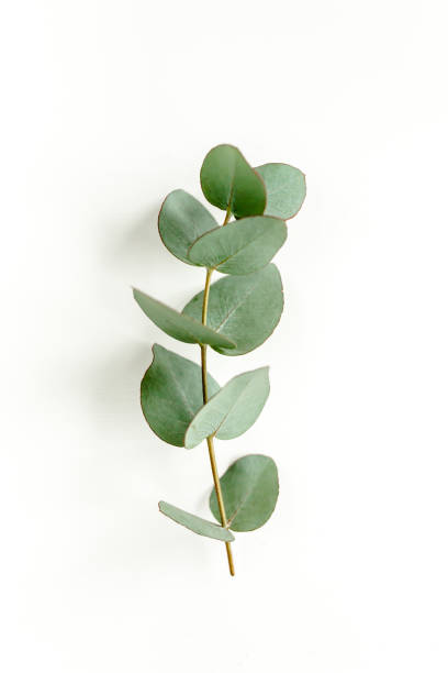 istock Green leaves eucalyptus isolated on white background 1297270279