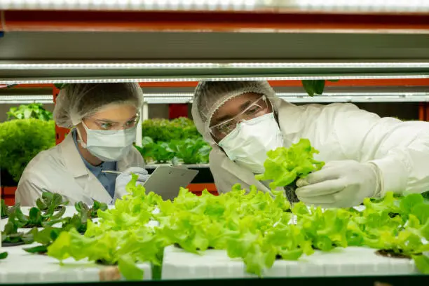 Photo of Young man in protective workwear holding sample of green lettuce seedling