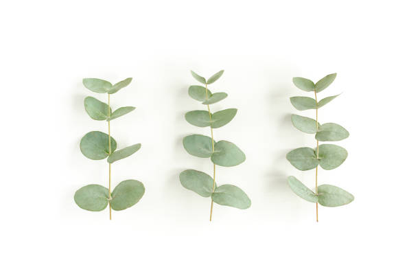istock Green leaves eucalyptus isolated on white background 1297270441