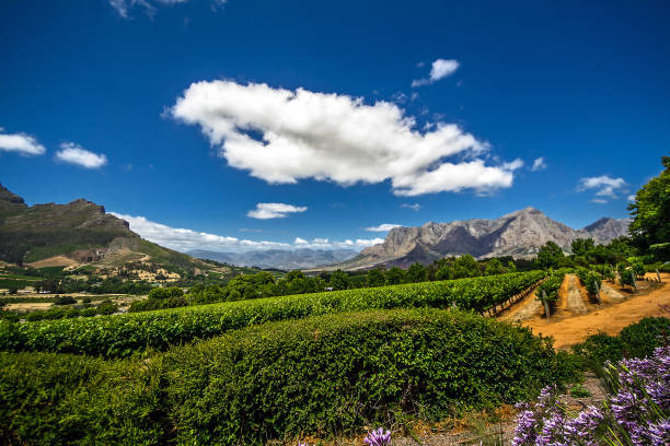istock Grapes in a famous sauvignon blanc winery in Franschhoek, South Africa 1297271875