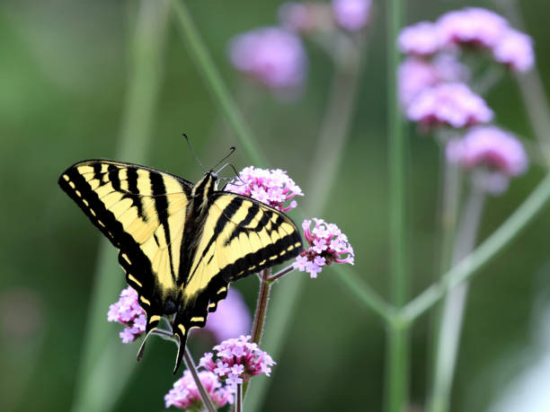 istock Western Tiger Swallowtail on Tall Verbena 1297271961