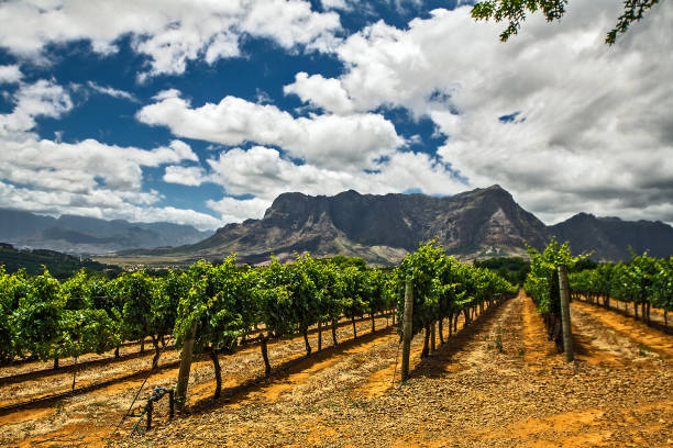 cantina sauvignon blanc e uva sulle colline di franschhoek, sudafrica - dutch colonial foto e immagini stock