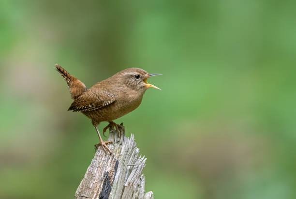 wren euroasiático - wren fotografías e imágenes de stock