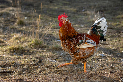 Walking swedish flower hen rooster.
