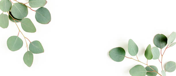 istock Banner of green leaves eucalyptus isolated on white background. flat lay, top view 1297273573