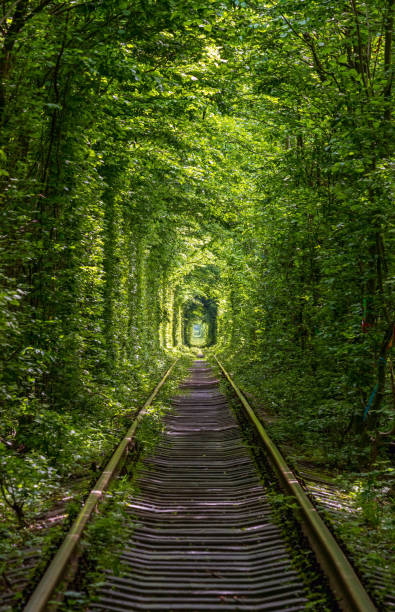 istock Tunnel of Love ( railway  in forest near Klevan, Ukraine) 1297274142