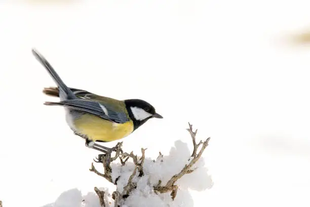 The common saithe ("Parus major") is a species of bird in the Paridae family. It is a widely distributed species, being very common in Europe and Asia, in forests of all kinds. It is sedentary, and most of its individuals are not migrants.