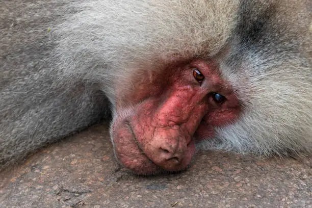 Detail photo of a head of a reclining long-haired baboon Papio cynocephalus, family genus Cercopithecidae on a rock