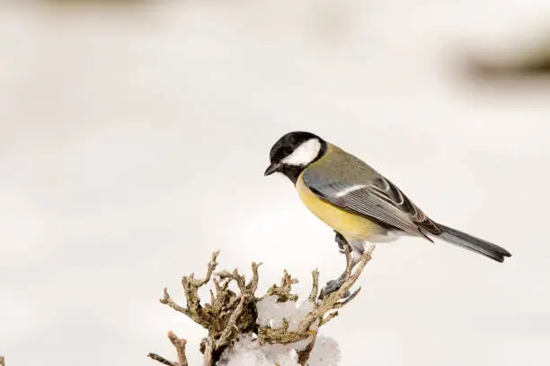 The common saithe ("Parus major") is a species of bird in the Paridae family. It is a widely distributed species, being very common in Europe and Asia, in forests of all kinds. It is sedentary, and most of its individuals are not migrants.