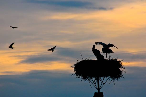 istock The storks are sitting in their nest 1297277149
