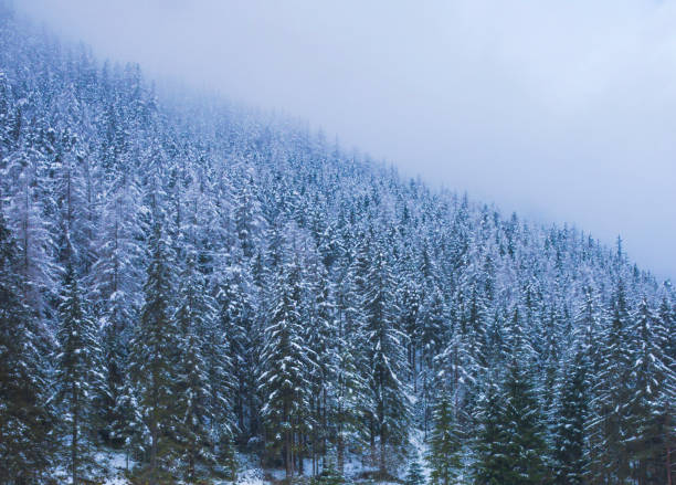 bellissimo paesaggio invernale con alberi innevati vicino al lago verde (gruner vedi) famosa destinazione turistica per passeggiate e trekking nella regione della stiria, austria - gruner foto e immagini stock