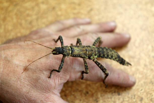A detail  picture of a big insect, phasmatodea standing on the hand of a man.