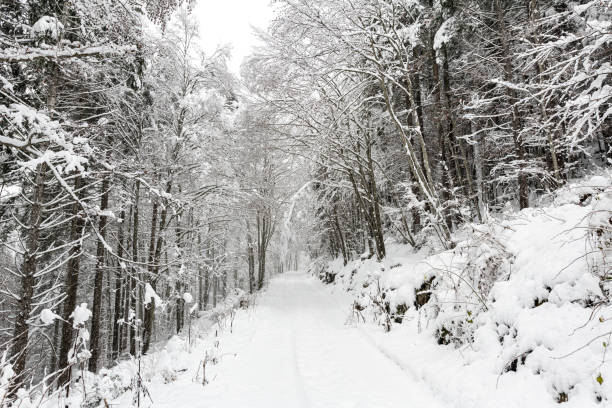 istock Into the wood during winter season - on the road 1297277622