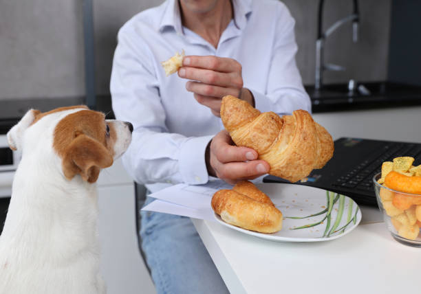 man working at home and sharing his fast food lunch with his dog. unhealthy lifestyle concept. - eating sandwich emotional stress food imagens e fotografias de stock