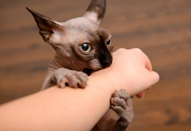 1 gatto sphynx calvo morde la mano, il gatto gioca - kitten color image cute feline foto e immagini stock