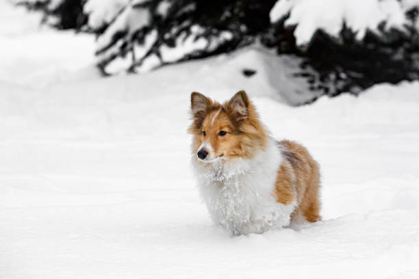 istock Sheltie dog activity in the snow. Playing in winter park 1297278672