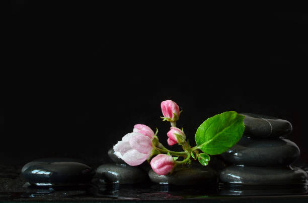 istock Spa stones and pink flowers on black background with water. 1297279670