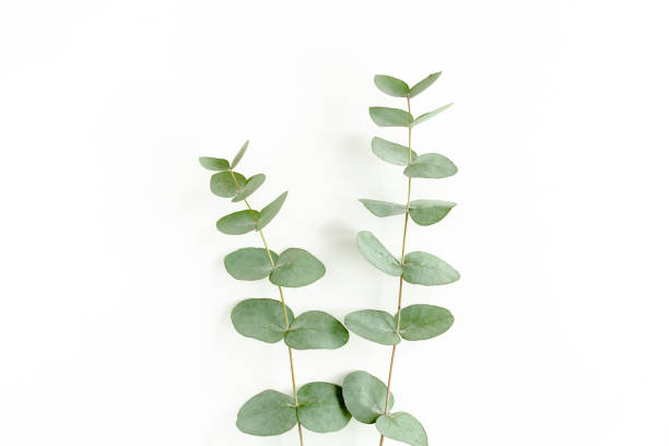 istock Green leaves eucalyptus isolated on white background 1297279691