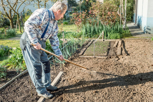 istock Senior Man Working in the Garden Raking Seeds in the Soil 1297279982