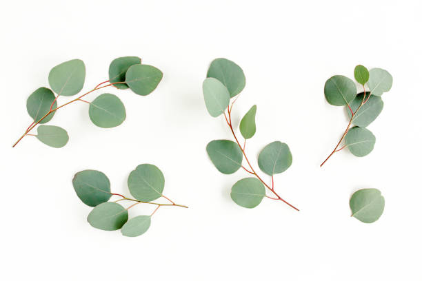 istock Green leaves eucalyptus isolated on white background 1297280008