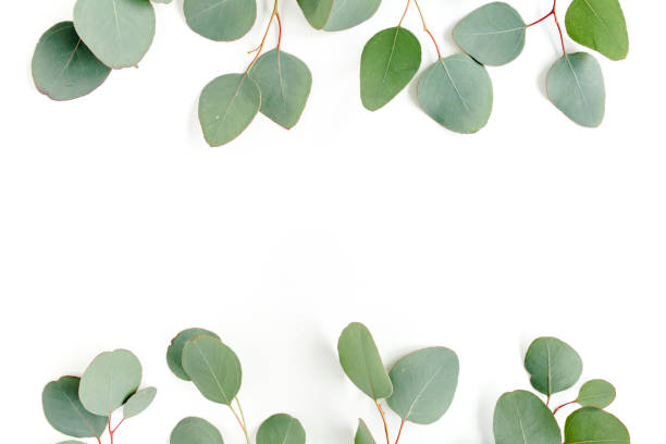 istock Green leaves eucalyptus isolated on white background 1297280171