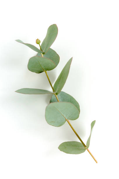 istock Green leaves eucalyptus isolated on white background 1297281472