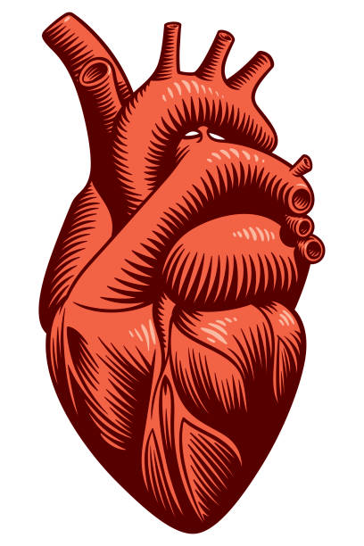 bildbanksillustrationer, clip art samt tecknat material och ikoner med vektor illustration av ett hjärta - hjärtform illustrationer