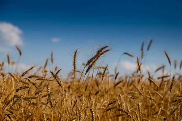 istock golden field with spikelets of ripe wheat 1297282849
