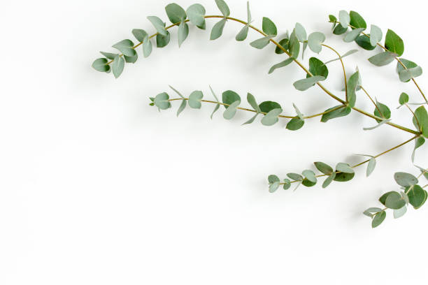 istock Green leaves eucalyptus isolated on white background 1297282950