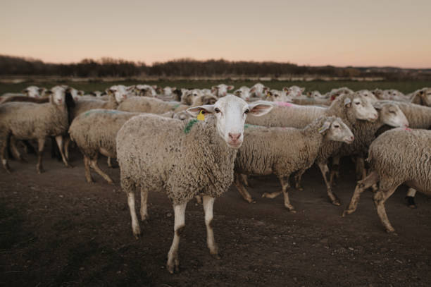 istock Flock of sheep on a rural road at sunset 1297283236