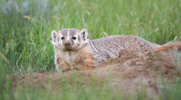 istock American badger in the Canadian prairies 1297283390