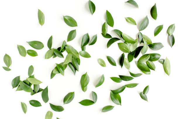 istock Pattern, texture with green leaves isolated on white background. lay flat, top view 1297283446