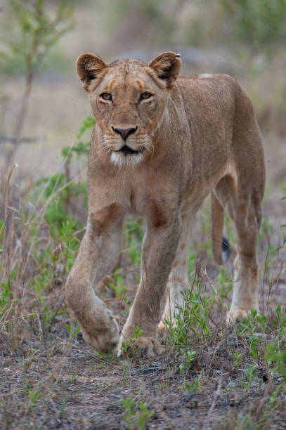 istock Female Lion in the Wild 1297283553